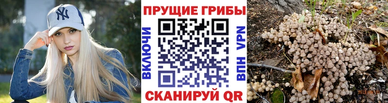 Псилоцибиновые грибы Psilocybe  Купить  Нерчинск 